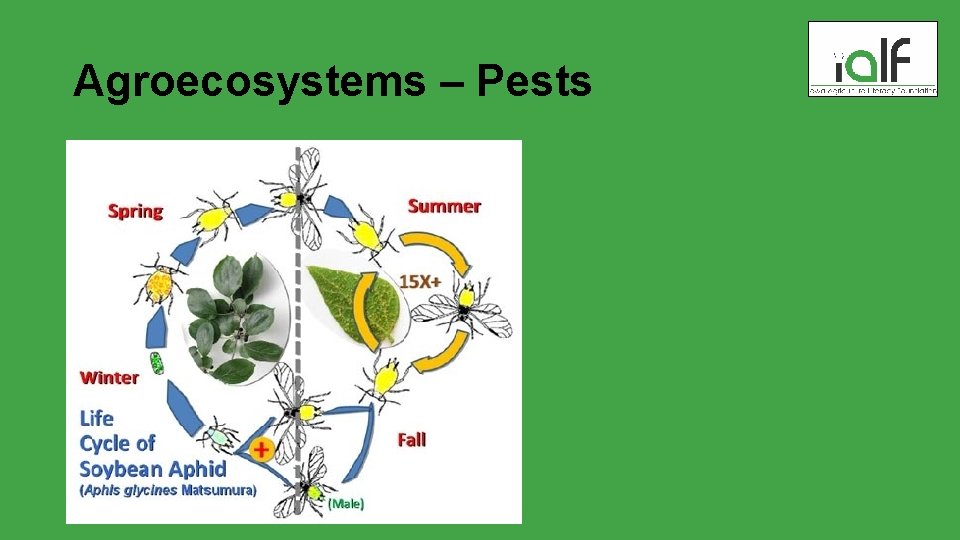 Agroecosystems – Pests 