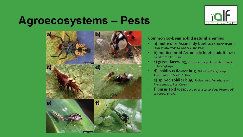 Agroecosystems – Pests Common soybean aphid natural enemies • a) multicolor Asian lady beetle,