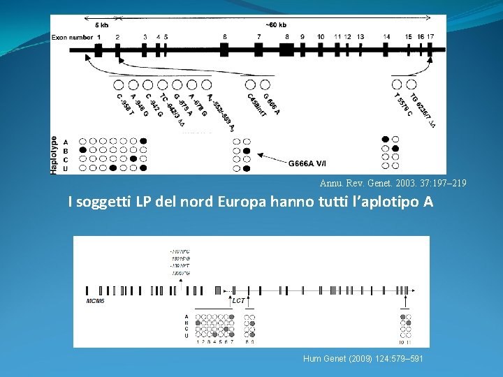Annu. Rev. Genet. 2003. 37: 197– 219 I soggetti LP del nord Europa hanno Annu. Rev. Genet. 2003. 37: 197– 219 I soggetti LP del nord Europa hanno