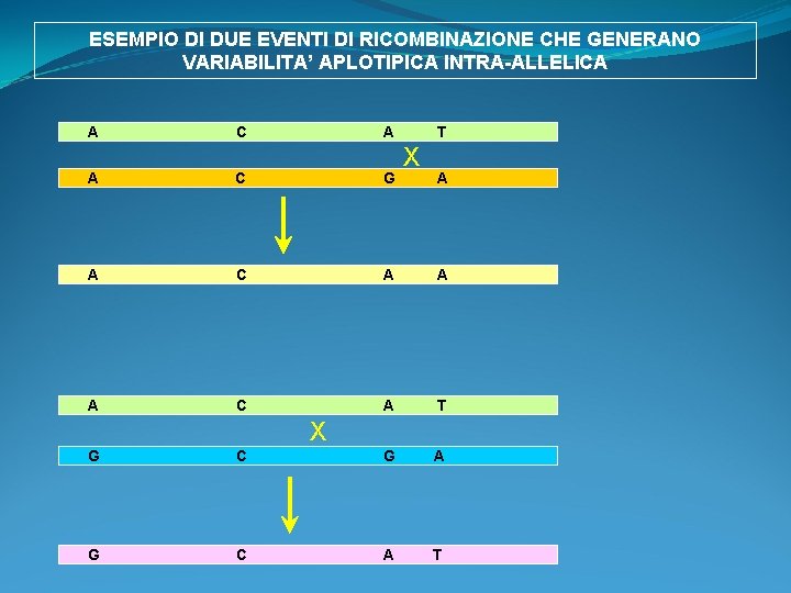 ESEMPIO DI DUE EVENTI DI RICOMBINAZIONE CHE GENERANO VARIABILITA’ APLOTIPICA INTRA-ALLELICA A C A ESEMPIO DI DUE EVENTI DI RICOMBINAZIONE CHE GENERANO VARIABILITA’ APLOTIPICA INTRA-ALLELICA A C A