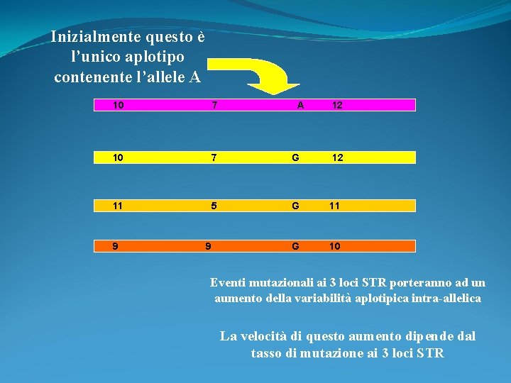 Inizialmente questo è l’unico aplotipo contenente l’allele A 10 7 G 12 11 5 Inizialmente questo è l’unico aplotipo contenente l’allele A 10 7 G 12 11 5
