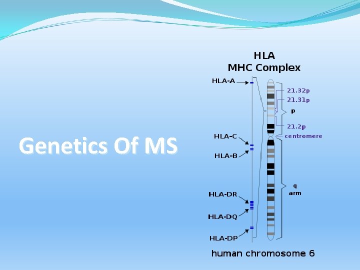 Genetics Of MS 