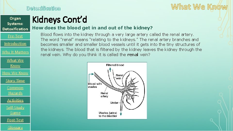 Detoxification Kidneys Cont’d Organ Systems: Detoxification How does the blood get in and out