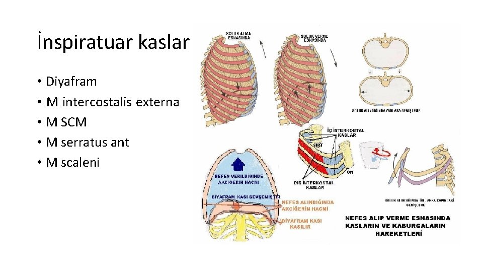 İnspiratuar kaslar • Diyafram • M intercostalis externa • M SCM • M serratus