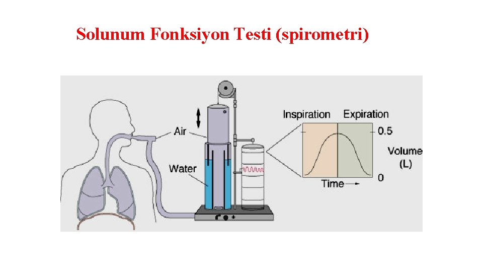 Solunum Fonksiyon Testi (spirometri) 