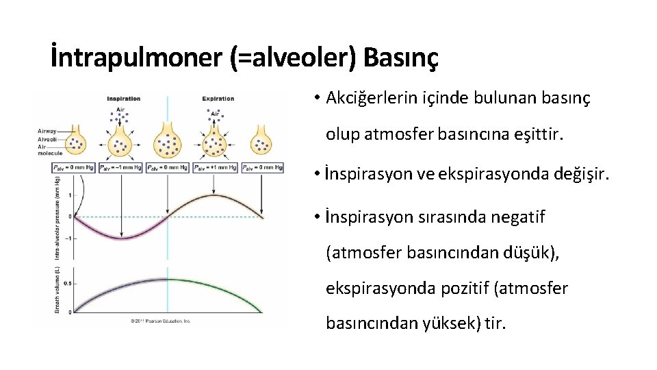 İntrapulmoner (=alveoler) Basınç • Akciğerlerin içinde bulunan basınç olup atmosfer basıncına eşittir. • İnspirasyon