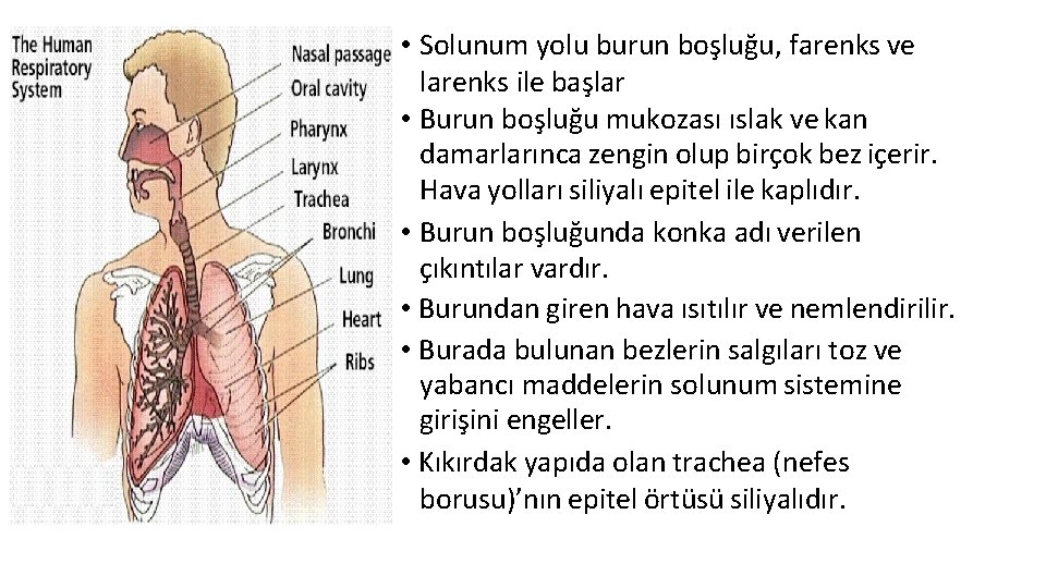  • Solunum yolu burun boşluğu, farenks ve larenks ile başlar • Burun boşluğu