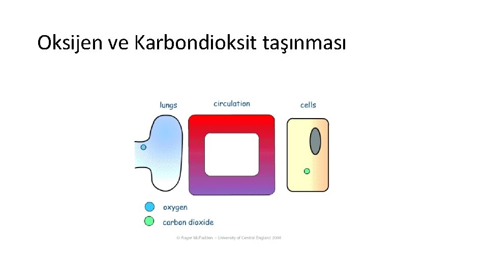 Oksijen ve Karbondioksit taşınması 