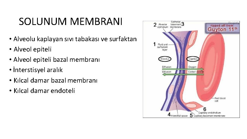 SOLUNUM MEMBRANI • Alveolu kaplayan sıvı tabakası ve surfaktan • Alveol epiteli bazal membranı