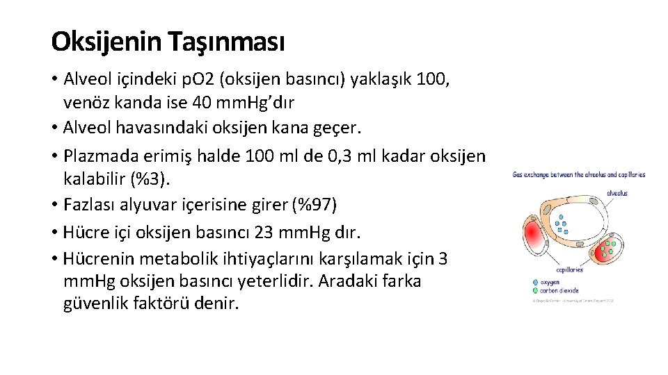 Oksijenin Taşınması • Alveol içindeki p. O 2 (oksijen basıncı) yaklaşık 100, venöz kanda