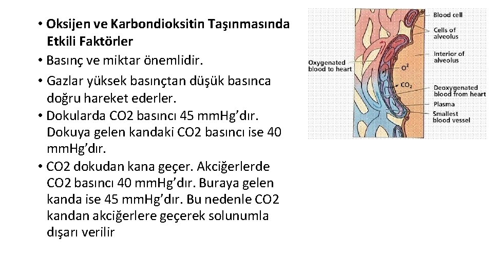 • Oksijen ve Karbondioksitin Taşınmasında Etkili Faktörler • Basınç ve miktar önemlidir. • • Oksijen ve Karbondioksitin Taşınmasında Etkili Faktörler • Basınç ve miktar önemlidir. •