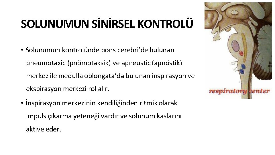 SOLUNUMUN SİNİRSEL KONTROLÜ • Solunumun kontrolünde pons cerebri’de bulunan pneumotaxic (pnömotaksik) ve apneustic (apnöstik)