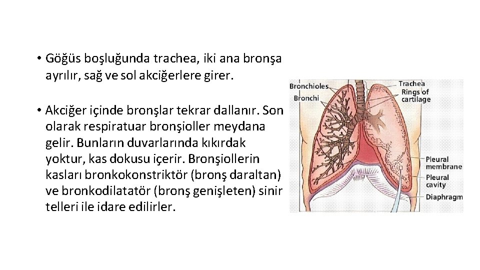  • Göğüs boşluğunda trachea, iki ana bronşa ayrılır, sağ ve sol akciğerlere girer.