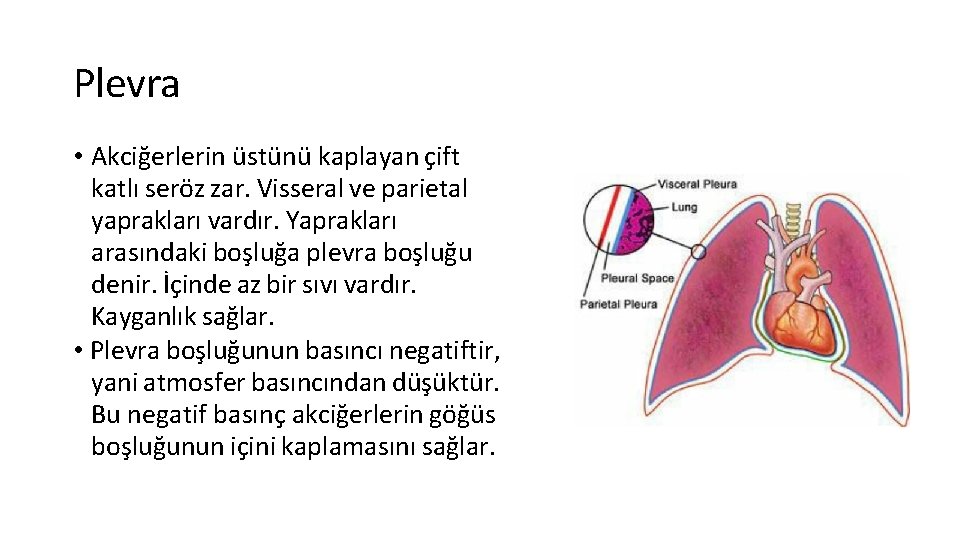 Plevra • Akciğerlerin üstünü kaplayan çift katlı seröz zar. Visseral ve parietal yaprakları vardır.