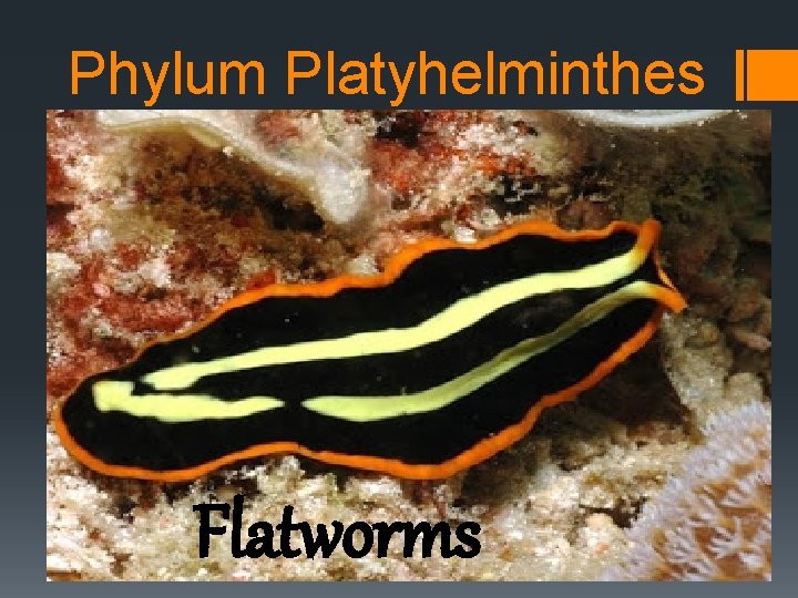 Exemple de platyhelminth Platyhelminthes nemathelminthes ppt