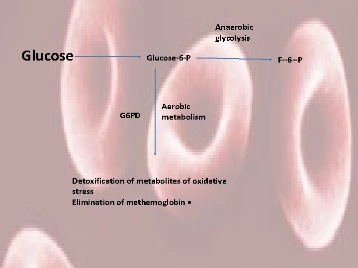 Anaerobic glycolysis Glucose-6 -P G 6 PD Aerobic metabolism Detoxification of metabolites of oxidative