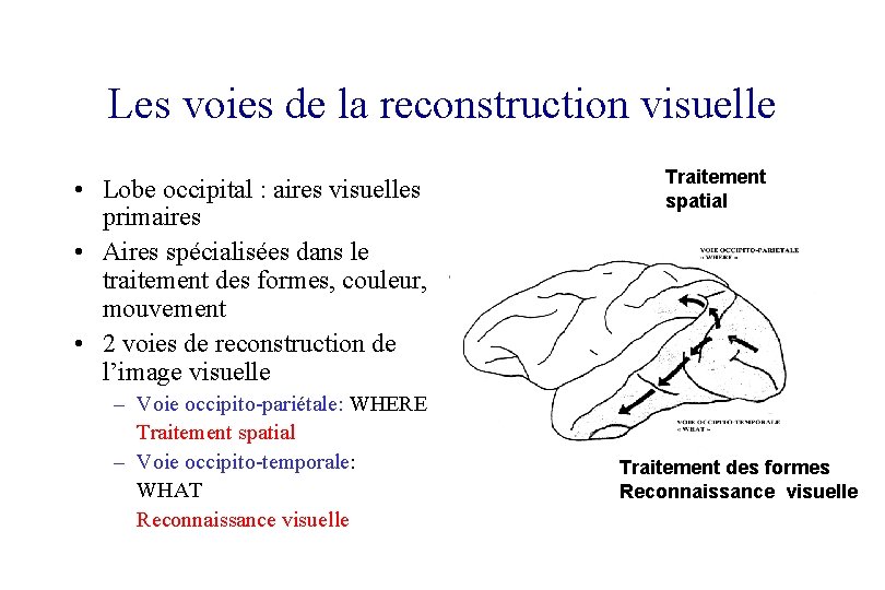 Les voies de la reconstruction visuelle • Lobe occipital : aires visuelles primaires •