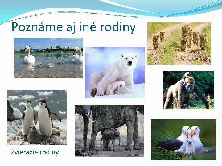 Poznáme aj iné rodiny Zvieracie rodiny 