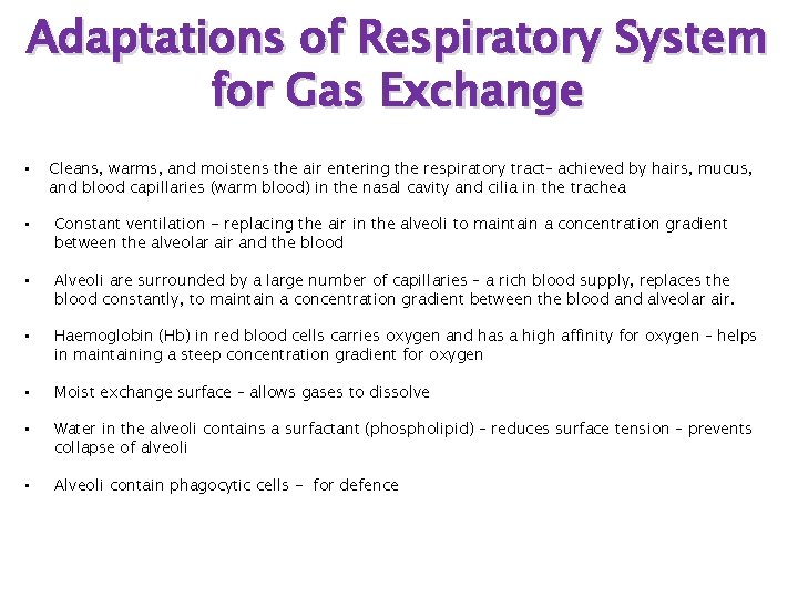 Adaptations of Respiratory System for Gas Exchange • Cleans, warms, and moistens the air