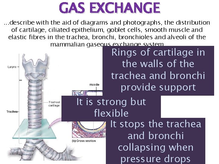 GAS EXCHANGE . . . describe with the aid of diagrams and photographs, the