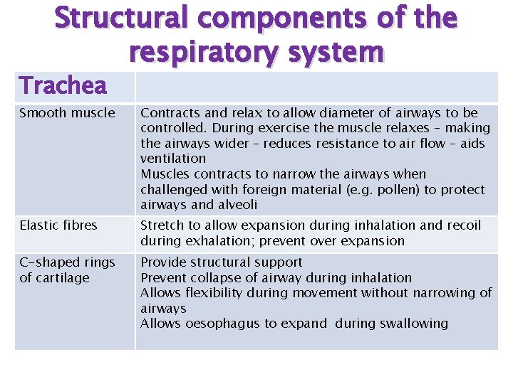 Structural components of the respiratory system Trachea Smooth muscle Contracts and relax to allow