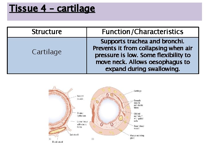 Tissue 4 – cartilage Structure Cartilage Function/Characteristics Supports trachea and bronchi. Prevents it from