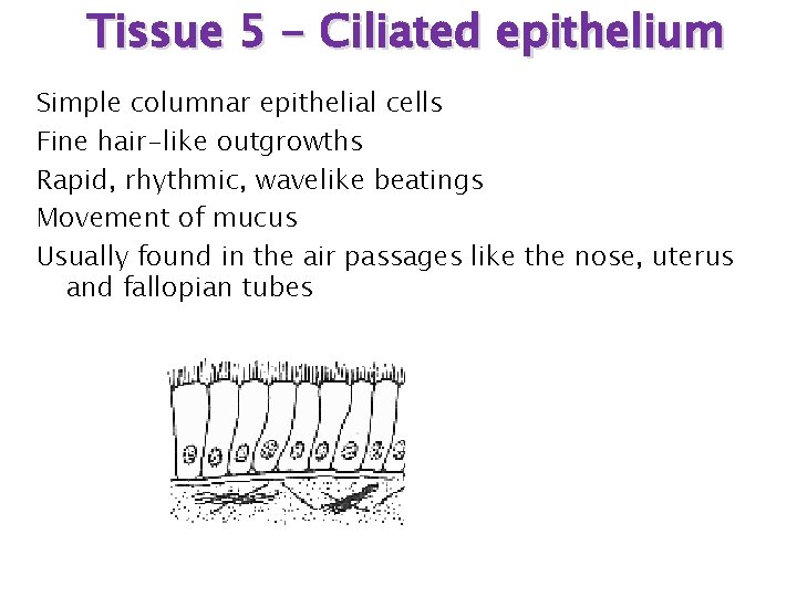 Tissue 5 - Ciliated epithelium Simple columnar epithelial cells Fine hair-like outgrowths Rapid, rhythmic,