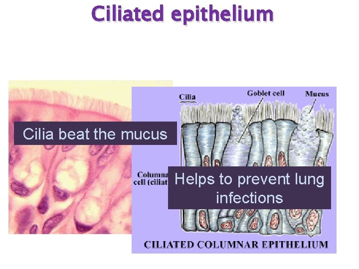 Ciliated epithelium Cilia beat the mucus Helps to prevent lung infections 