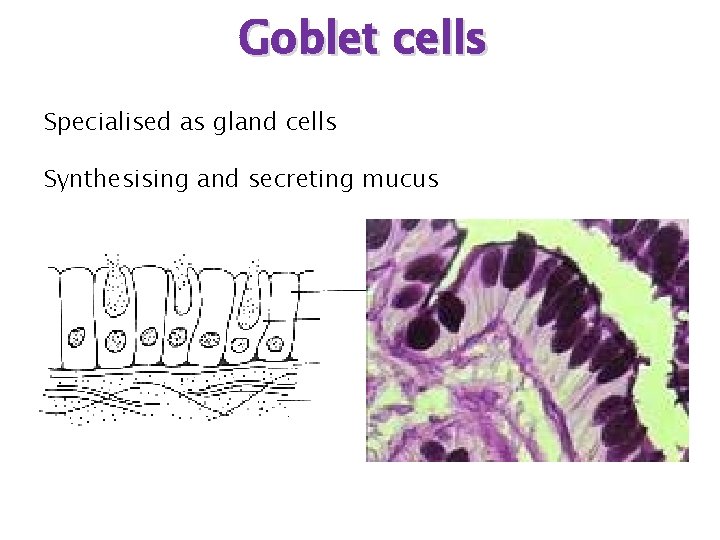 Goblet cells Specialised as gland cells Synthesising and secreting mucus 