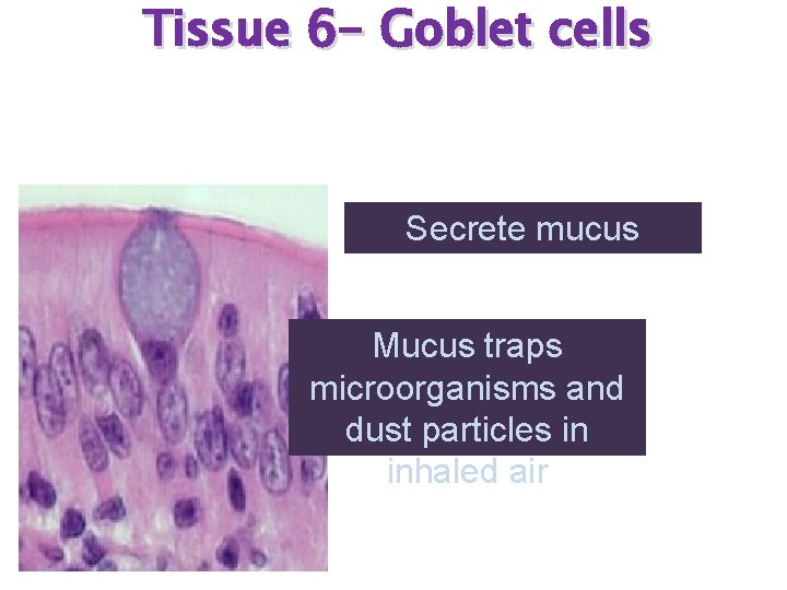 Tissue 6 - Goblet cells Secrete mucus Mucus traps microorganisms and dust particles in