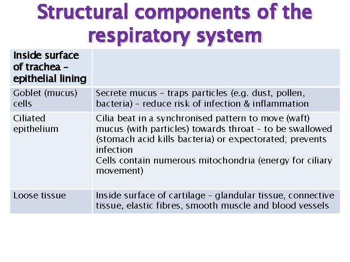 Structural components of the respiratory system Inside surface of trachea – epithelial lining Goblet