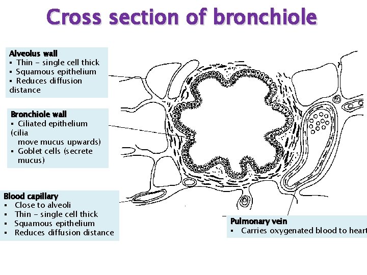 Cross section of bronchiole Alveolus wall § Thin - single cell thick § Squamous
