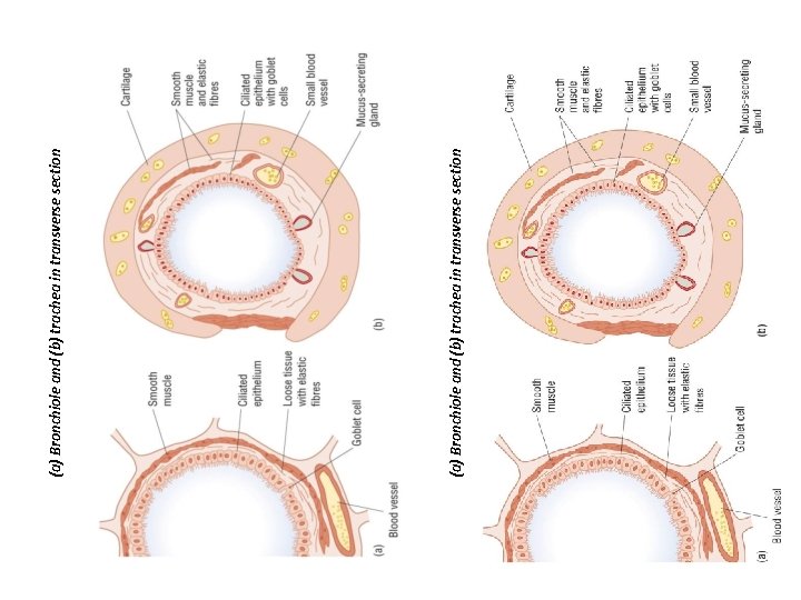 (a) Bronchiole and (b) trachea in transverse section 