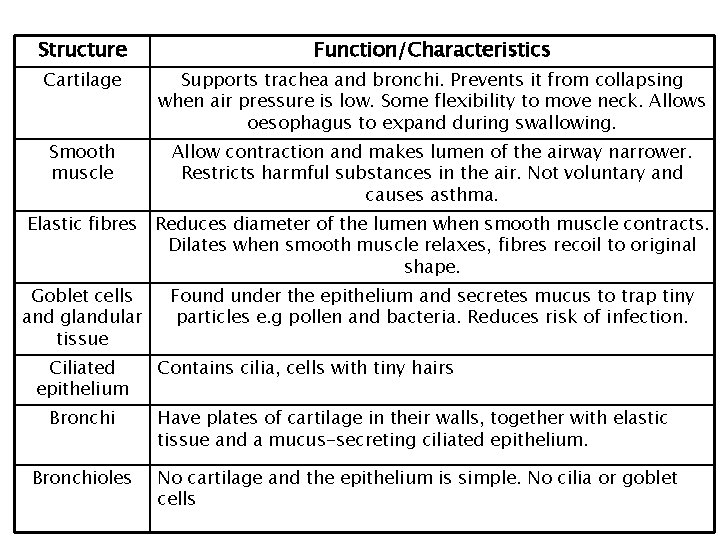 Structure Function/Characteristics Cartilage Supports trachea and bronchi. Prevents it from collapsing when air pressure