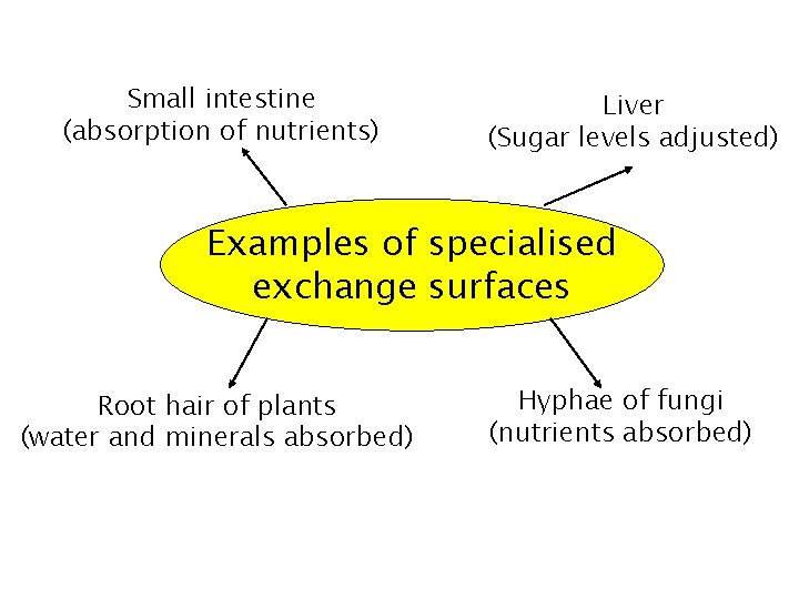 Small intestine (absorption of nutrients) Liver (Sugar levels adjusted) Examples of specialised exchange surfaces