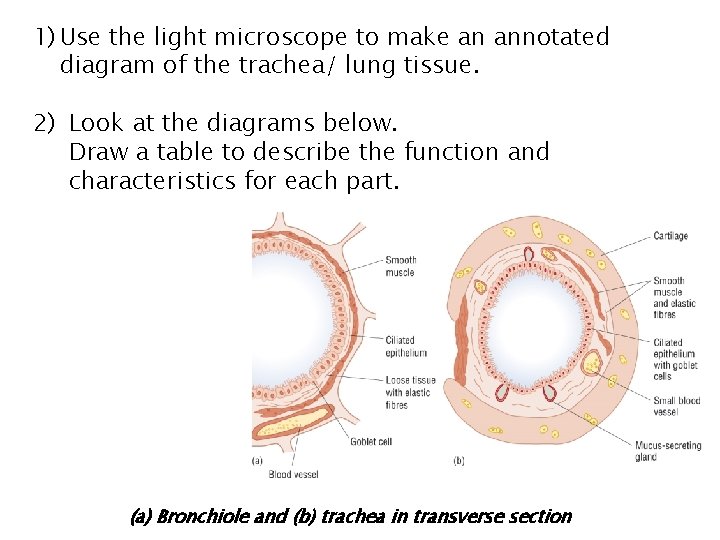 1) Use the light microscope to make an annotated diagram of the trachea/ lung