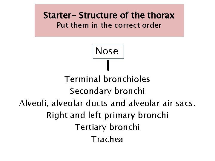 Starter- Structure of the thorax Put them in the correct order Nose Terminal bronchioles