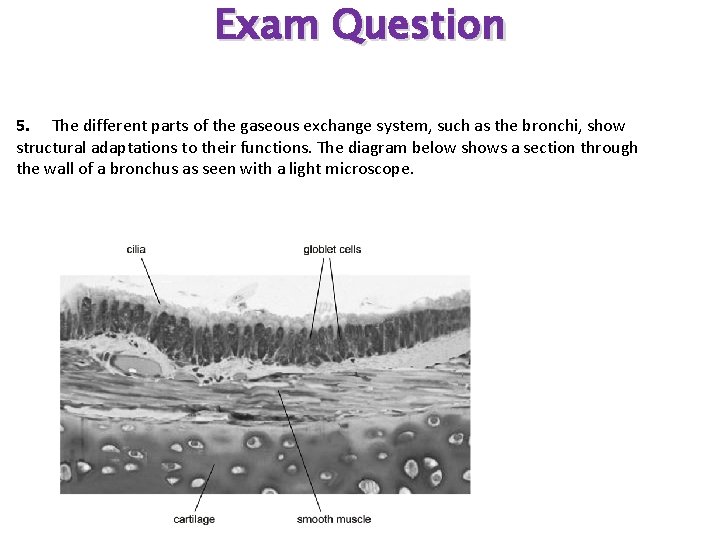 Exam Question 5. The different parts of the gaseous exchange system, such as the