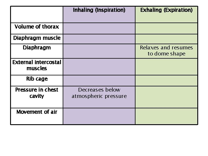 Inhaling (Inspiration) Exhaling (Expiration) Volume of thorax Diaphragm muscle Diaphragm Relaxes and resumes to