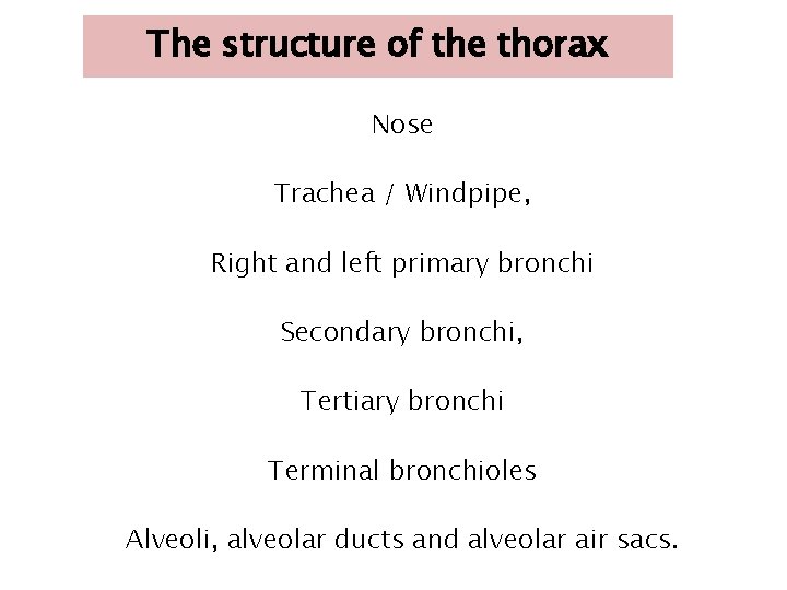 The structure of the thorax Nose Trachea / Windpipe, Right and left primary bronchi