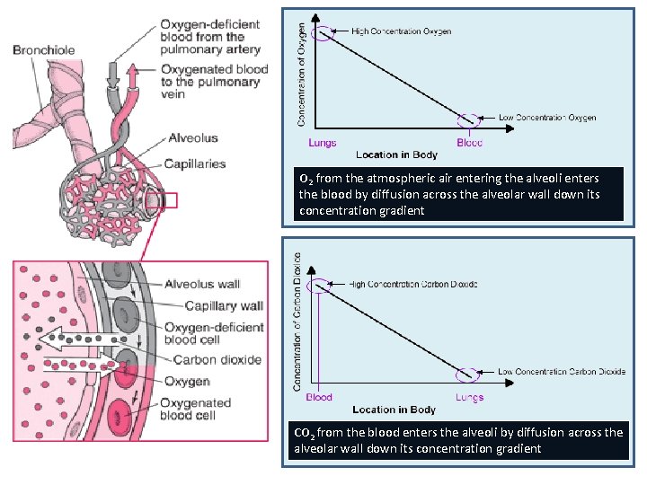 O 2 from the atmospheric air entering the alveoli enters the blood by diffusion