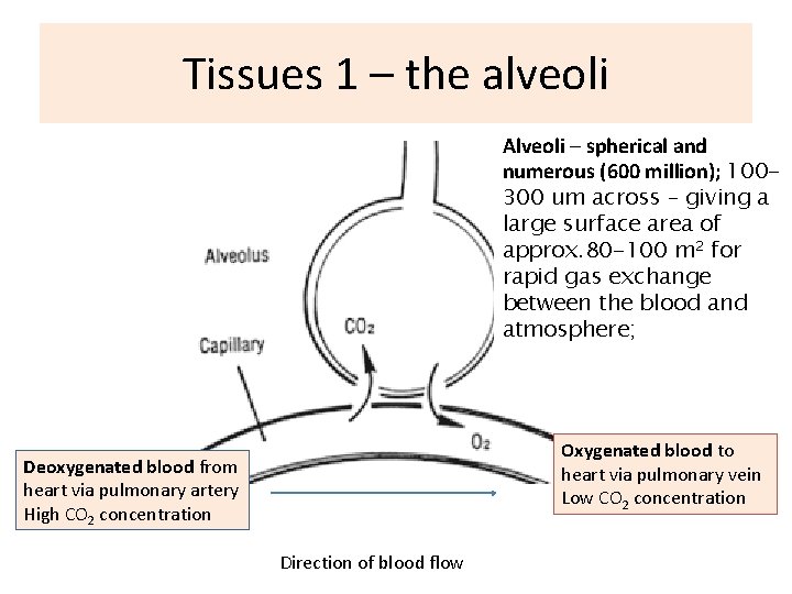 Tissues 1 – the alveoli Alveoli – spherical and numerous (600 million); 100300 um