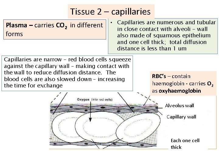 Tissue 2 – capillaries Plasma – carries CO 2 in different forms • Capillaries