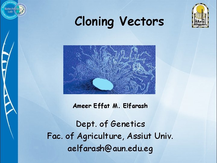 Cloning Vectors Ameer Effat M. Elfarash Dept. of Genetics Fac. of Agriculture, Assiut Univ.