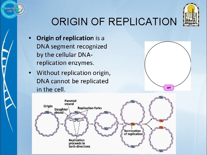 ORIGIN OF REPLICATION • Origin of replication is a DNA segment recognized by the