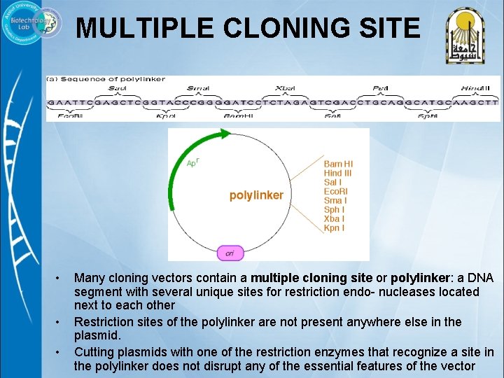 MULTIPLE CLONING SITE • • • Many cloning vectors contain a multiple cloning site