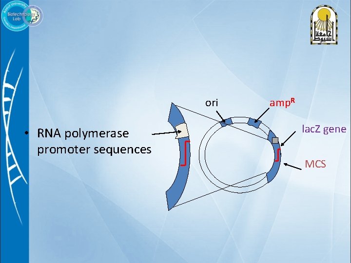 ori • RNA polymerase promoter sequences amp. R lac. Z gene MCS 