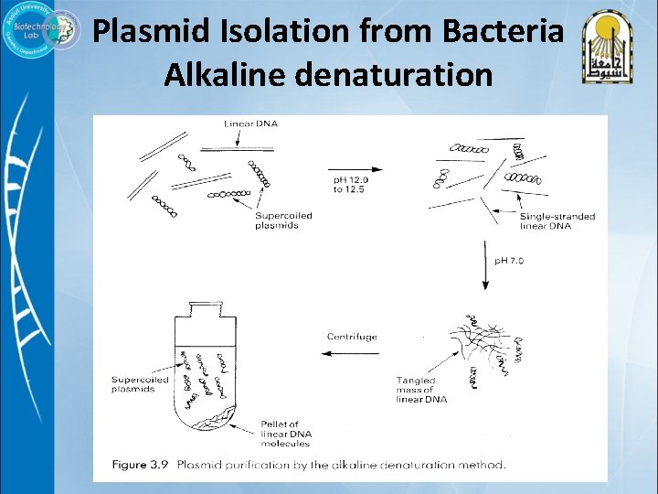 Plasmid Isolation from Bacteria Alkaline denaturation 