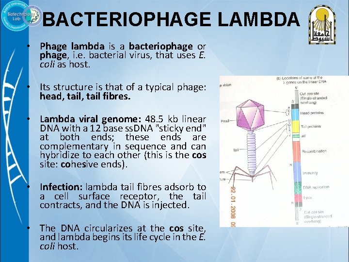 BACTERIOPHAGE LAMBDA • Phage lambda is a bacteriophage or phage, i. e. bacterial virus,