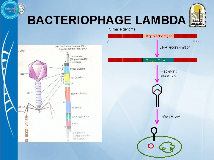 BACTERIOPHAGE LAMBDA 